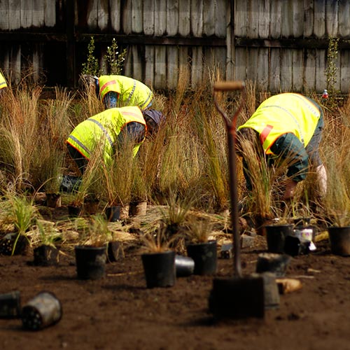 Volunteers helping plant gardens for Taranaki's Renal Unit